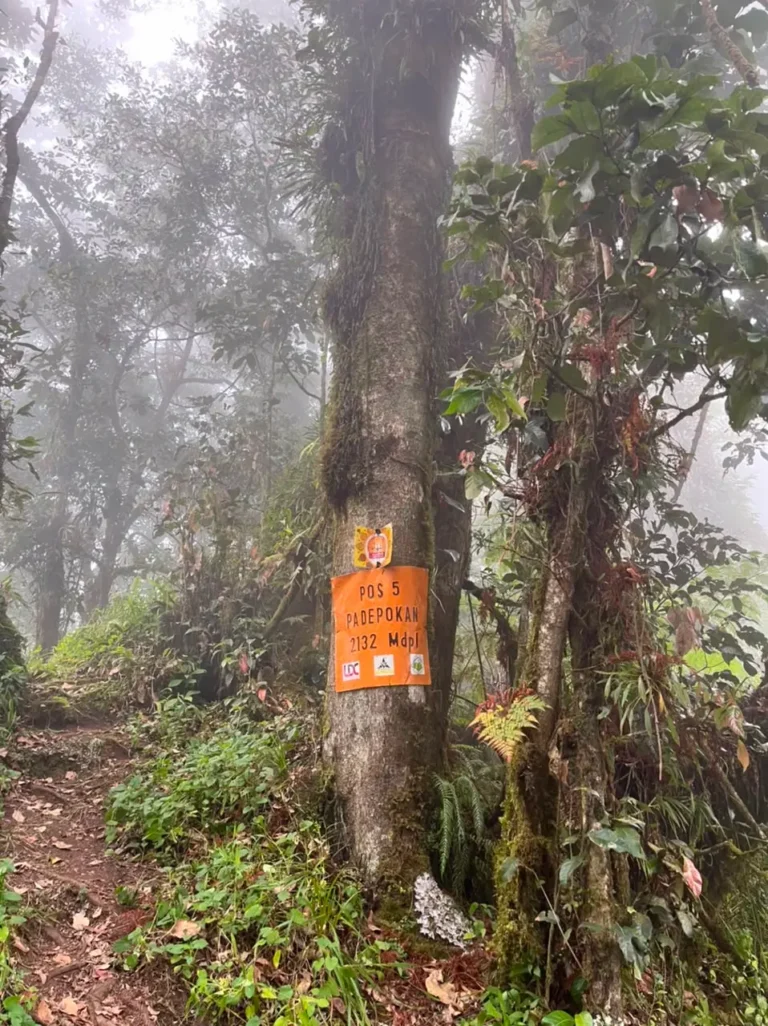 Pos 5